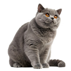 A grey british shorthair cat sits and looks up, showcasing its fluffy fur and adorable expression against a white background, isolated on transparent background