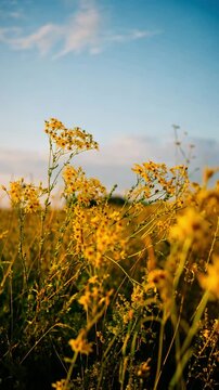 field of yellow wildflowers glowing in warm sunset light serene natural landscape golden hour beauty
