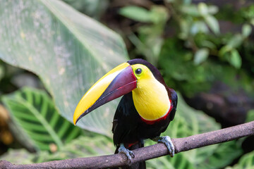 A Yellow-throated Toucan in Costa Rica