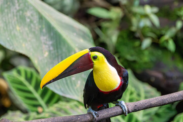 A Yellow-throated Toucan in Costa Rica