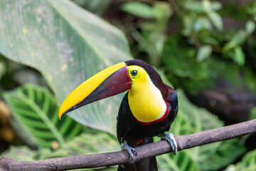A Yellow-throated Toucan in Costa Rica