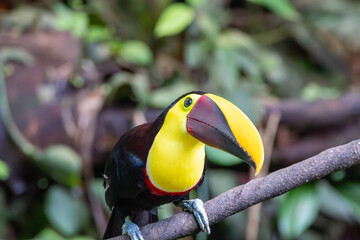 A Yellow-throated Toucan in Costa Rica