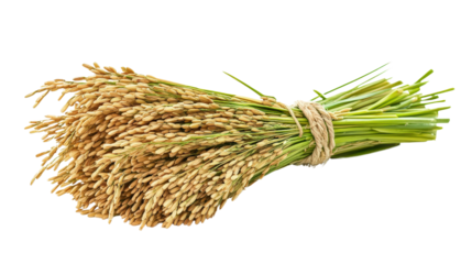 Bundle of rice stalks tied together Transparent background, PNG