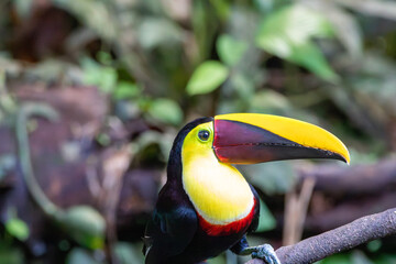 A Yellow-throated Toucan in Costa Rica