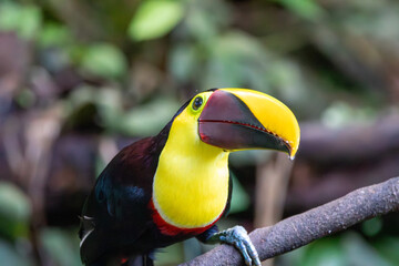 A Yellow-throated Toucan in Costa Rica