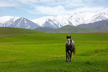 Horse standing in green field with mountains in background in Kyrgyzstan