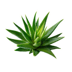 Close-up of vibrant green aloe vera plant (3)