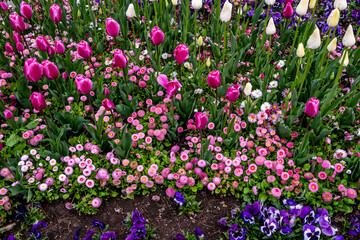 Tulips of different colors among other flowers on the lawn.