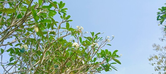 blue sky view with white flowers 