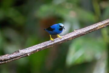 Obraz premium A male Shining Honeycreeper in Costa Rica