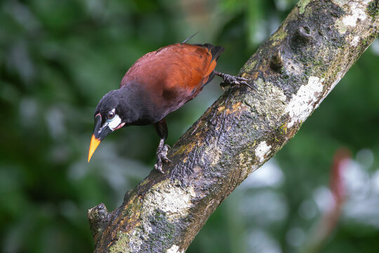 An Oropendola in Costa Rica