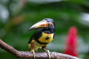 A Collared Aracari in Costa Rica