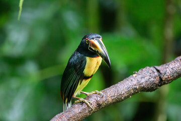 A Collared Aracari in Costa Rica