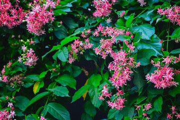 Vibrant pink rangoon creeper flowers with lush green foliage