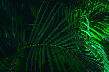 Lush green palm leaves in tropical jungle at night