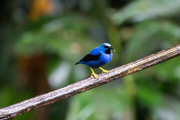 A male Shining Honeycreeper in Costa Rica