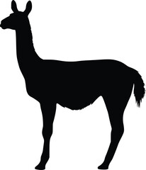 Fototapeta premium Guanaco Silhouette: Elegant, Dark Profile, South American Camelid