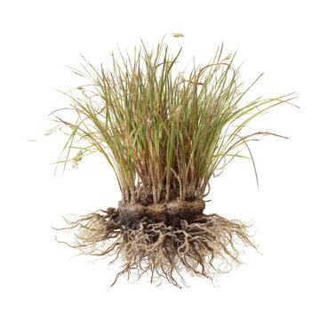 Close-up of a clump of dry grass with visible roots