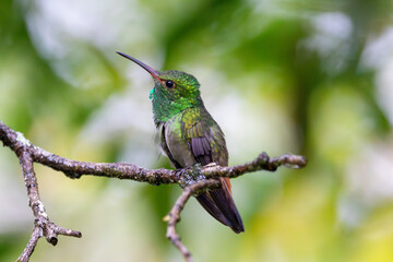 Fototapeta premium A Rufous-tailed Hummingbird in Costa Rica