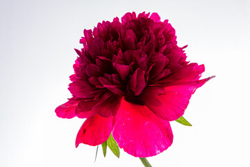 A breathtaking peony displays rich magenta petals, showcasing nature’s artistry and beauty