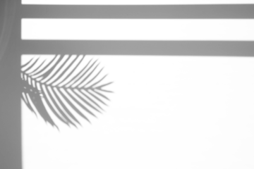 Palm leaf shadow and window shadow overlay effect,tropical leaves shadows isolated on transparent png background,summer shadow and sunlight