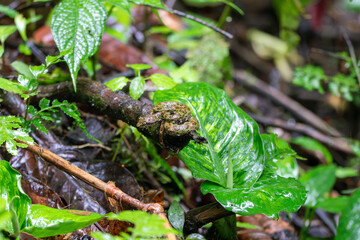 A Central American Eyelash-Viper in Costa Rica