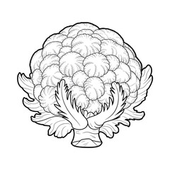 A black and white cauliflower illustration line art of a coloring page
