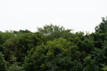 landscape view of lush treetops