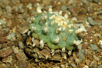 Close up lophophora williamsii on artificial habitat, live at rocky stone ground on desert