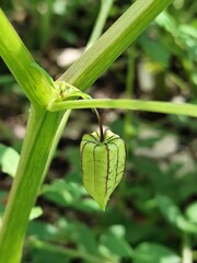 green leaf with dew drops