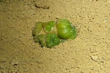 Astrophytum asterias cristata montrose on artificial habitat, live at rocky ground on desert with...