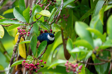 A White-ruffed Manakin in Costa Rica