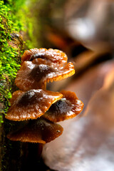 Cordyceps Fungus in Its Natural Forest Habitat

