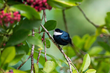 Obraz premium A White-ruffed Manakin in Costa Rica