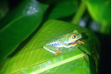 A Red-eyed Tree Frog in Costa Rica