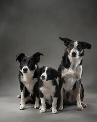 Two border collies sit side by side, looking forward with alert expressions. The dark gray backdrop...