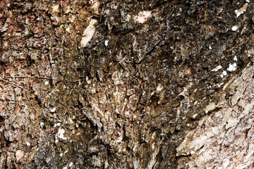 The trunk of the rain tree or albizia saman plant has a rough texture and is brown in color