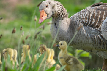 Adorable Goslings with Mother Goose in Spring Meadow