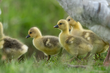 Adorable Goslings with Mother Goose in Spring Meadow