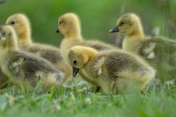 Adorable Goslings with Mother Goose in Spring Meadow