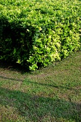 The ashoka plant or Ixora coccinea with green leaves and small yellow flowers which is used as a garden fence with green grass growing abundantly around it