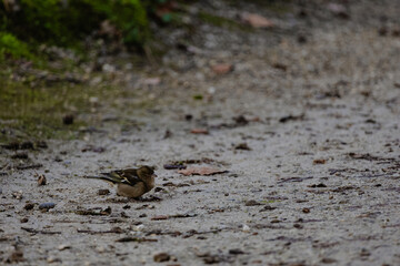 A lone bird searches for food on a gravel path surrounded by lush green moss.