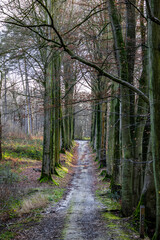 Tranquil dirt path flanked by towering leafless trees, captured in a peaceful forest setting.