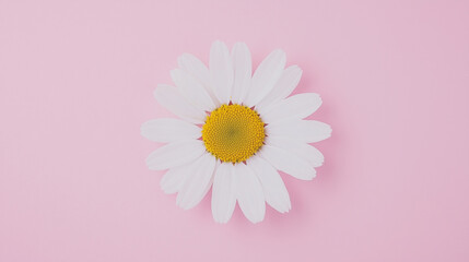 White daisy chamomile flowers in a circular pattern on soft pink background, embodying spring's delicate harmony.