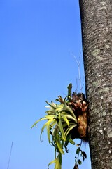 The epiphytic plant of the staghorn fern or platycerium grows abundantly and attaches itself to the stem of its host with a background of bright blue sky in the morning