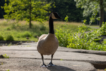 A goose stands on a concrete pathway with lush green trees and grass in the background.