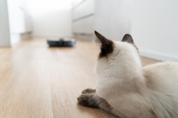 Balinese Siamese Cat Watching Robot Vacuum Cleaner – Potential Pet Hazard