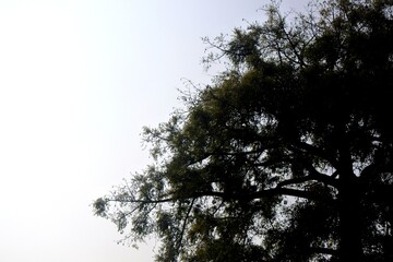 The beautiful view of trees with blue sky and white clouds on a bright morning as a background