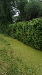 Офертой green canal with duckweed beside dense hedge and tall trees.