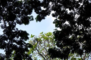 The beautiful view of trees with blue sky and white clouds on a bright morning as a background